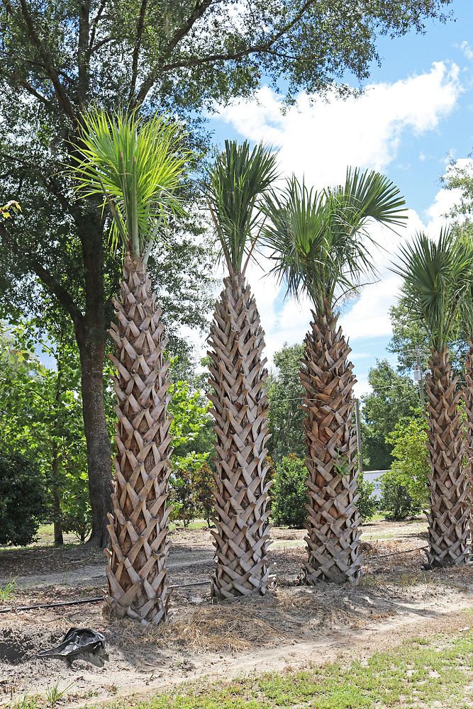 sabal-palmetto-cabbage-palm