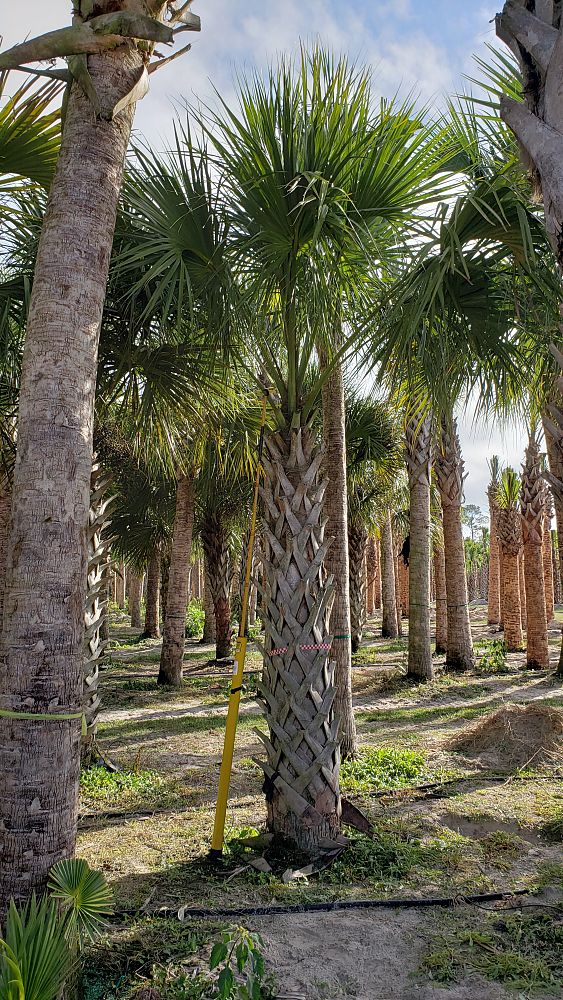 sabal-palmetto-cabbage-palm