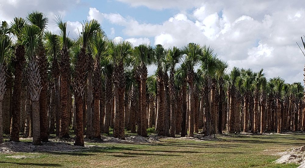 sabal-palmetto-cabbage-palm
