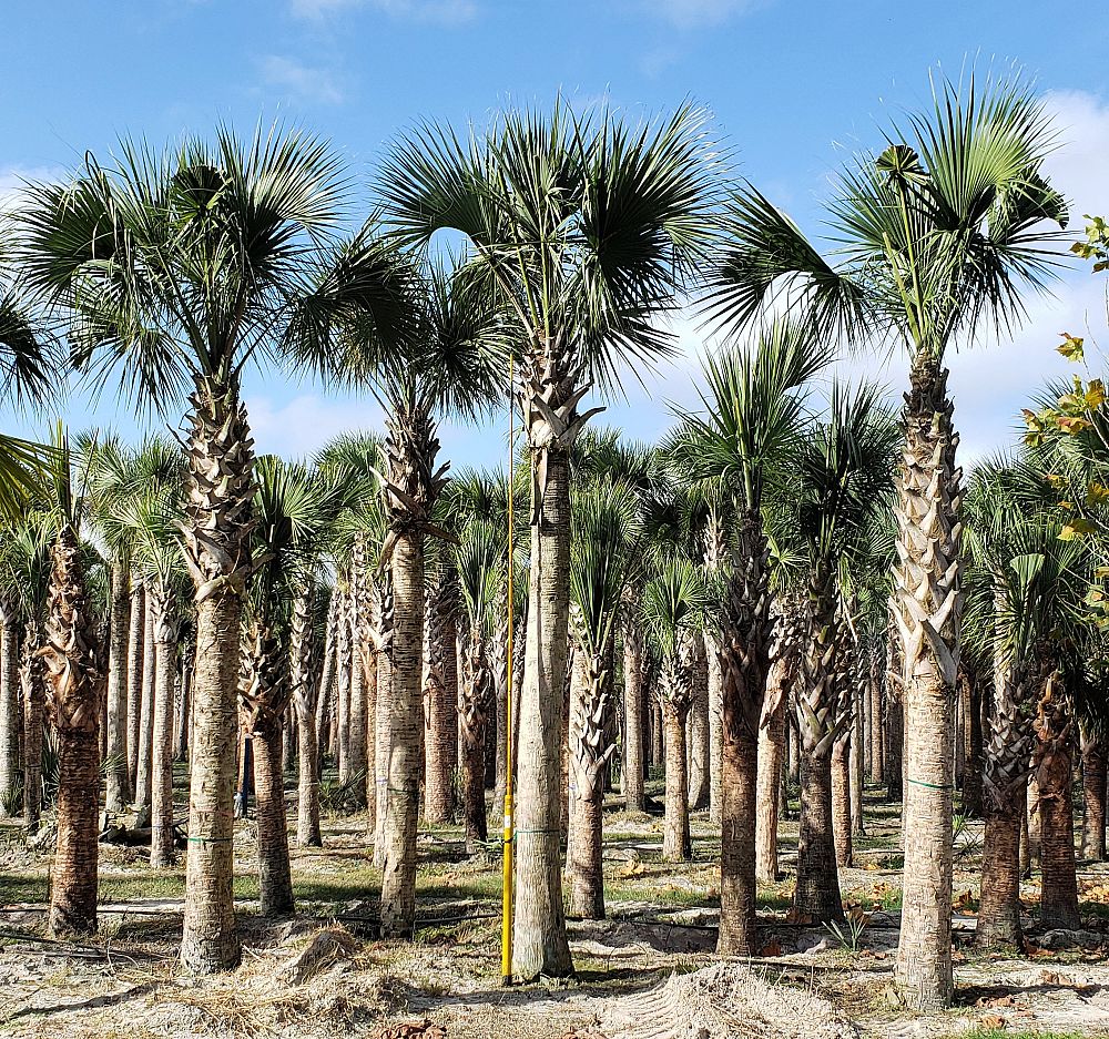sabal-palmetto-cabbage-palm