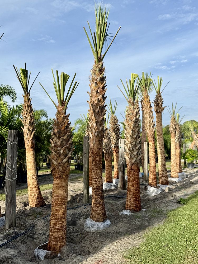 sabal-palmetto-cabbage-palm