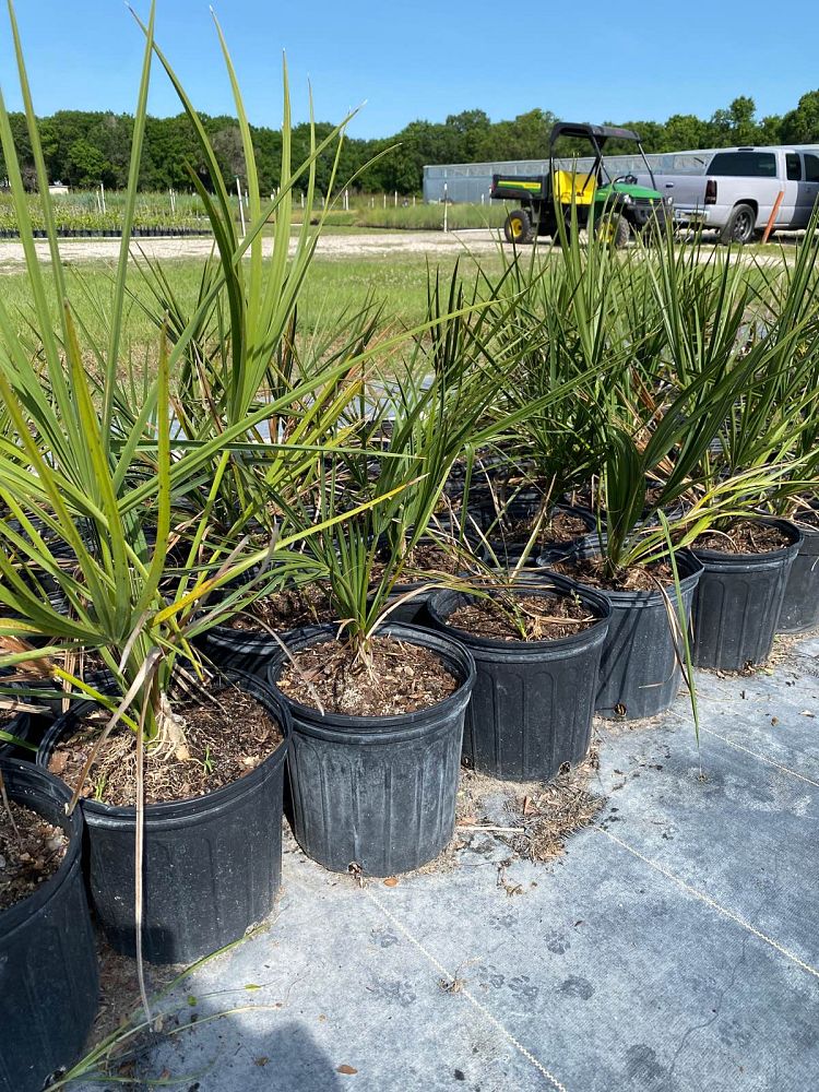 sabal-palmetto-cabbage-palm