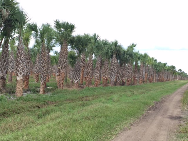 sabal-palmetto-cabbage-palm