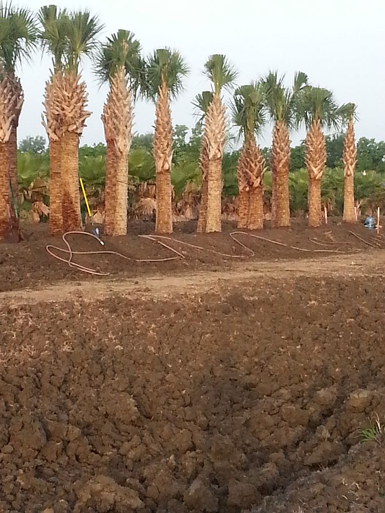 sabal-palmetto-cabbage-palm