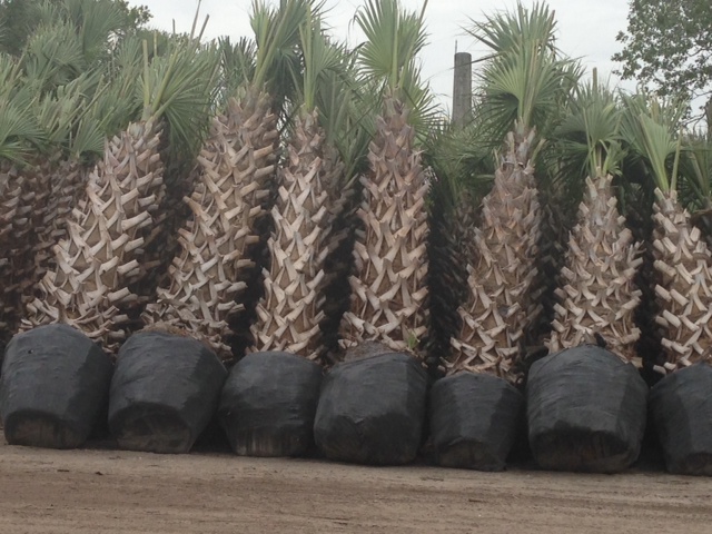 sabal-palmetto-cabbage-palm