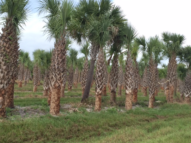 sabal-palmetto-cabbage-palm
