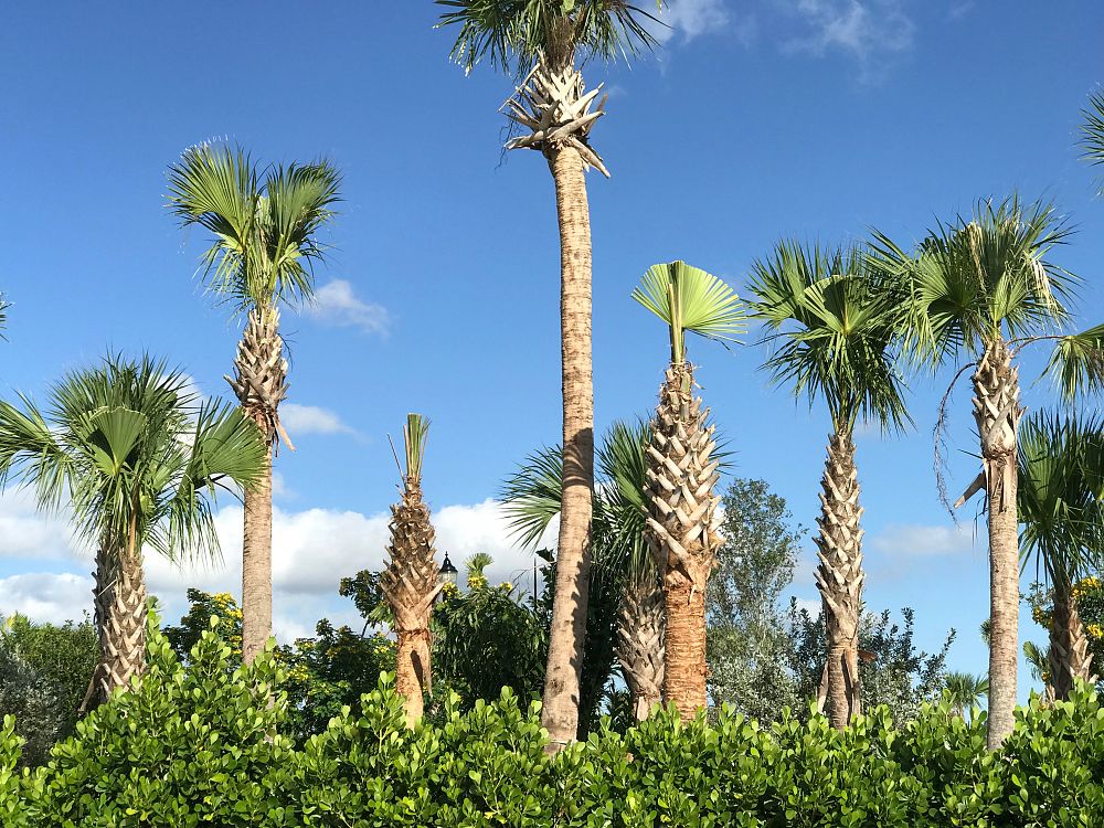 sabal-palmetto-cabbage-palm