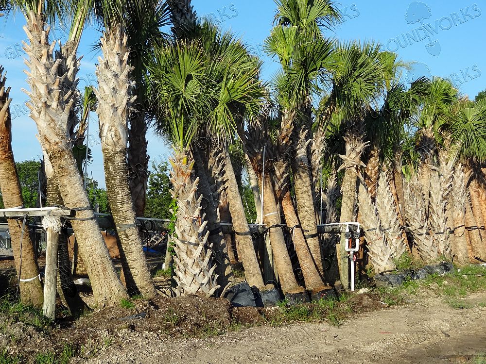 sabal-palmetto-cabbage-palm