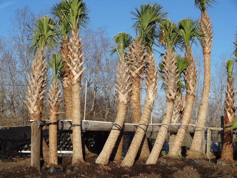sabal-palmetto-cabbage-palm