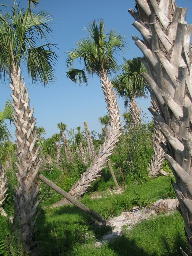 sabal-palmetto-cabbage-palm