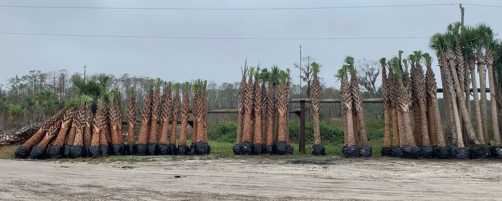 sabal-palmetto-cabbage-palm