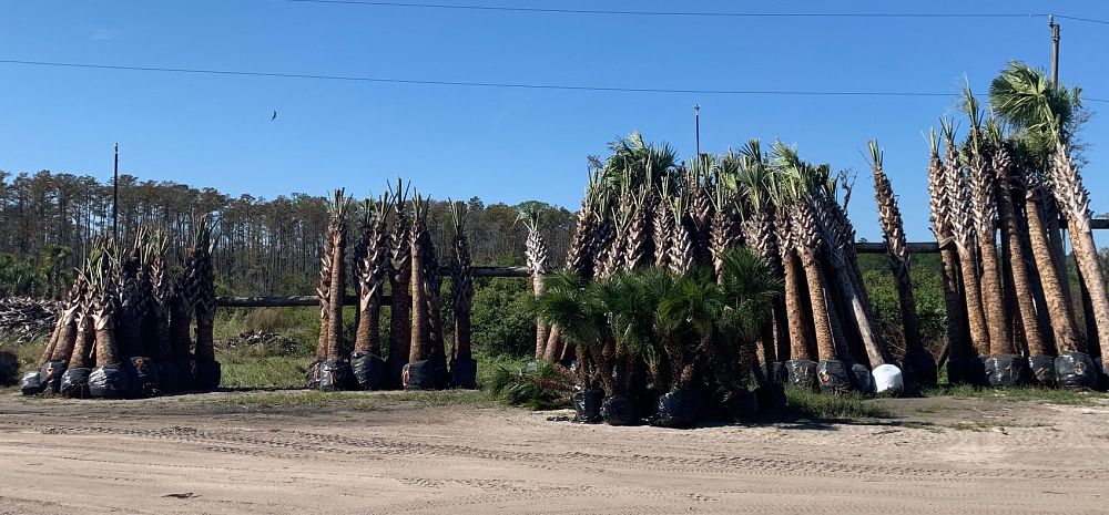 sabal-palmetto-cabbage-palm