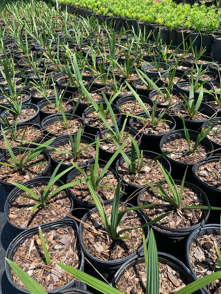 sabal-palmetto-cabbage-palm