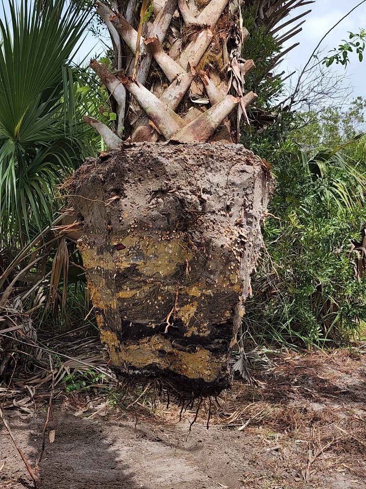 sabal-palmetto-cabbage-palm