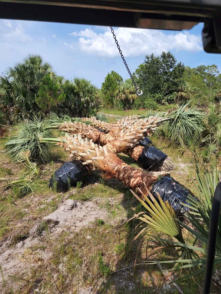 sabal-palmetto-cabbage-palm