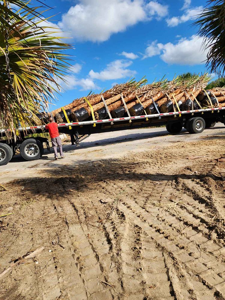 sabal-palmetto-cabbage-palm