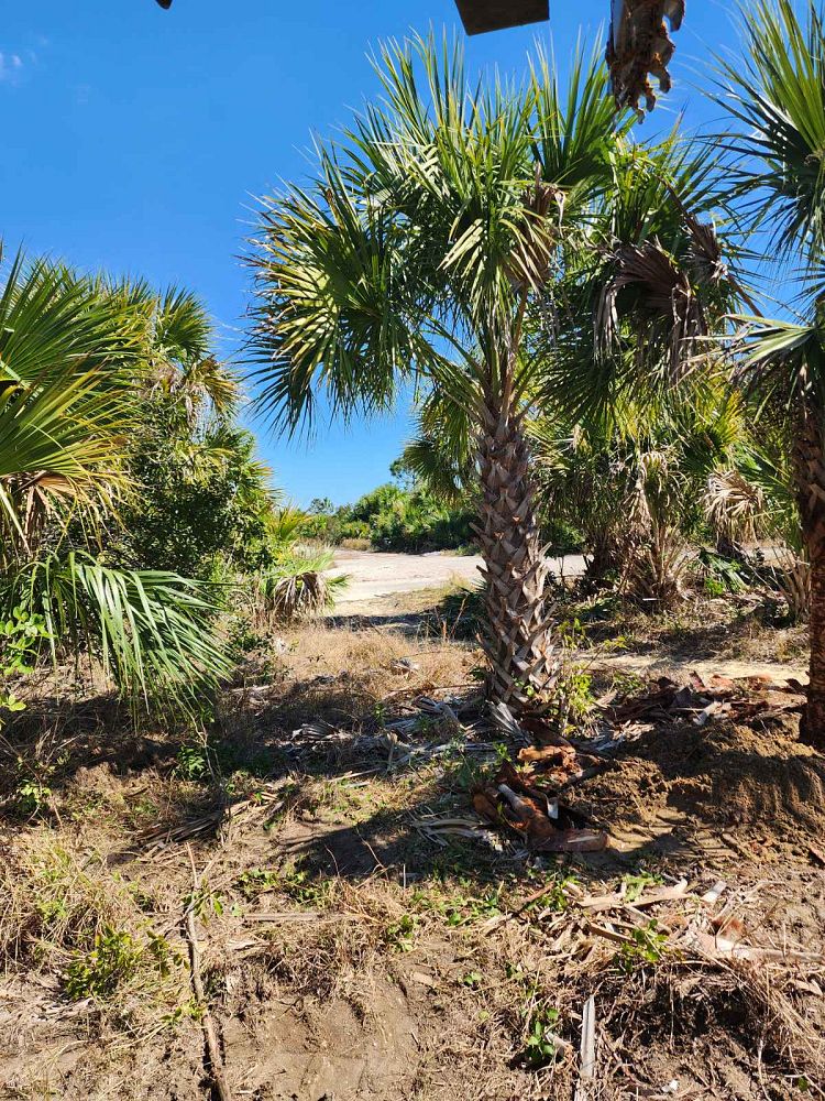 sabal-palmetto-cabbage-palm