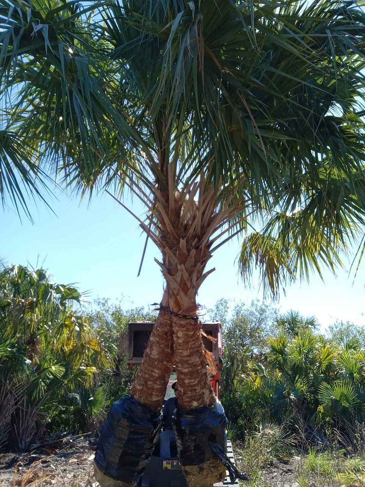 sabal-palmetto-cabbage-palm
