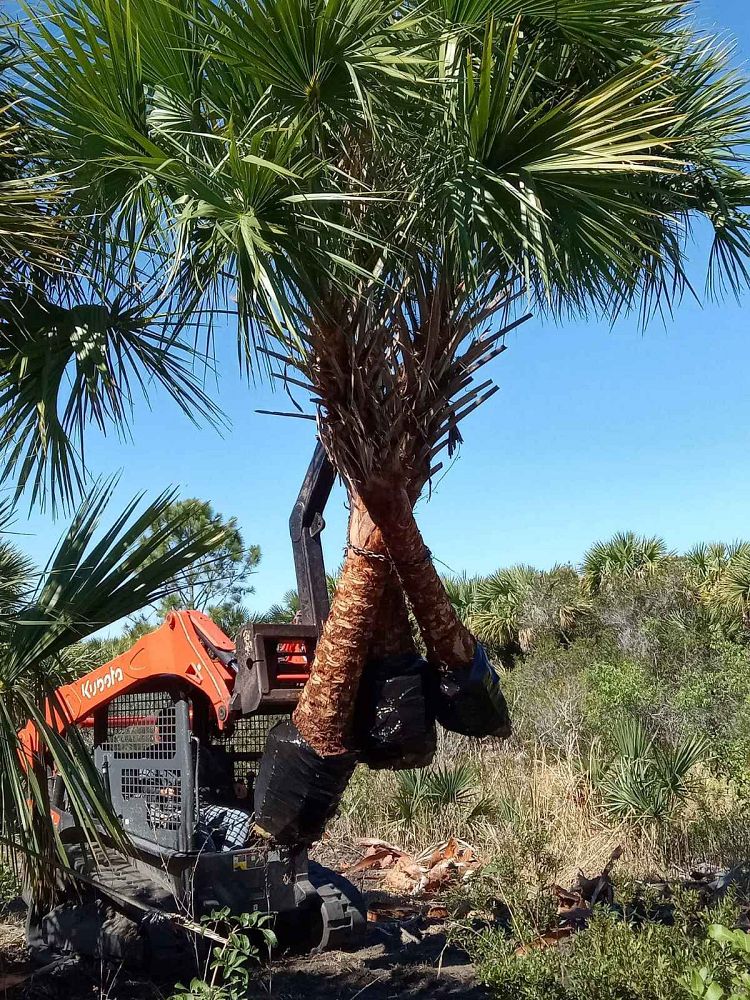 sabal-palmetto-cabbage-palm