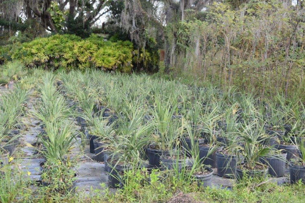 sabal-palmetto-cabbage-palm