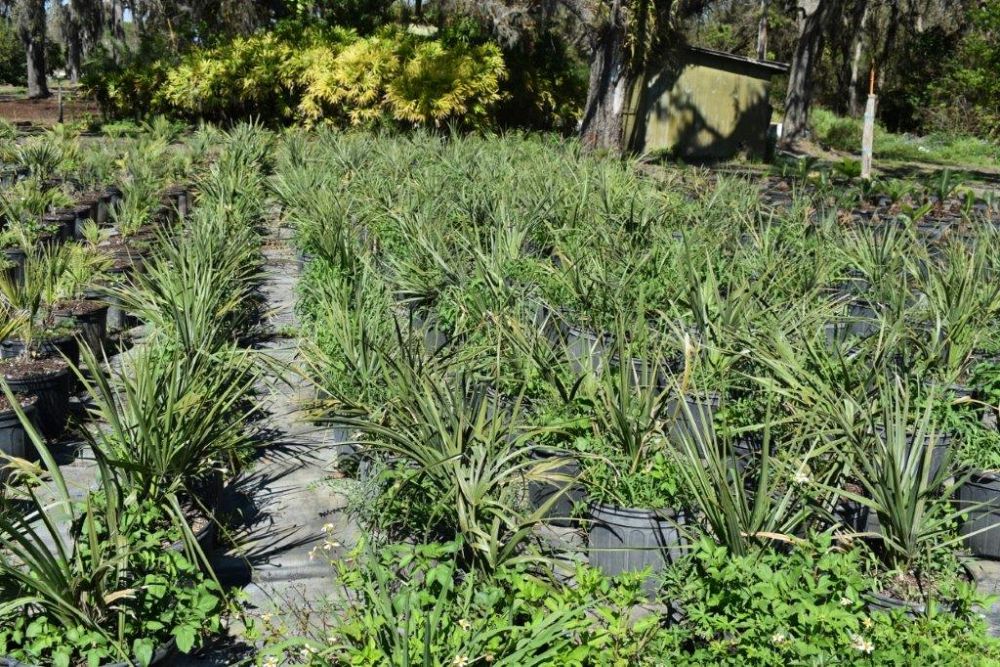 sabal-palmetto-cabbage-palm