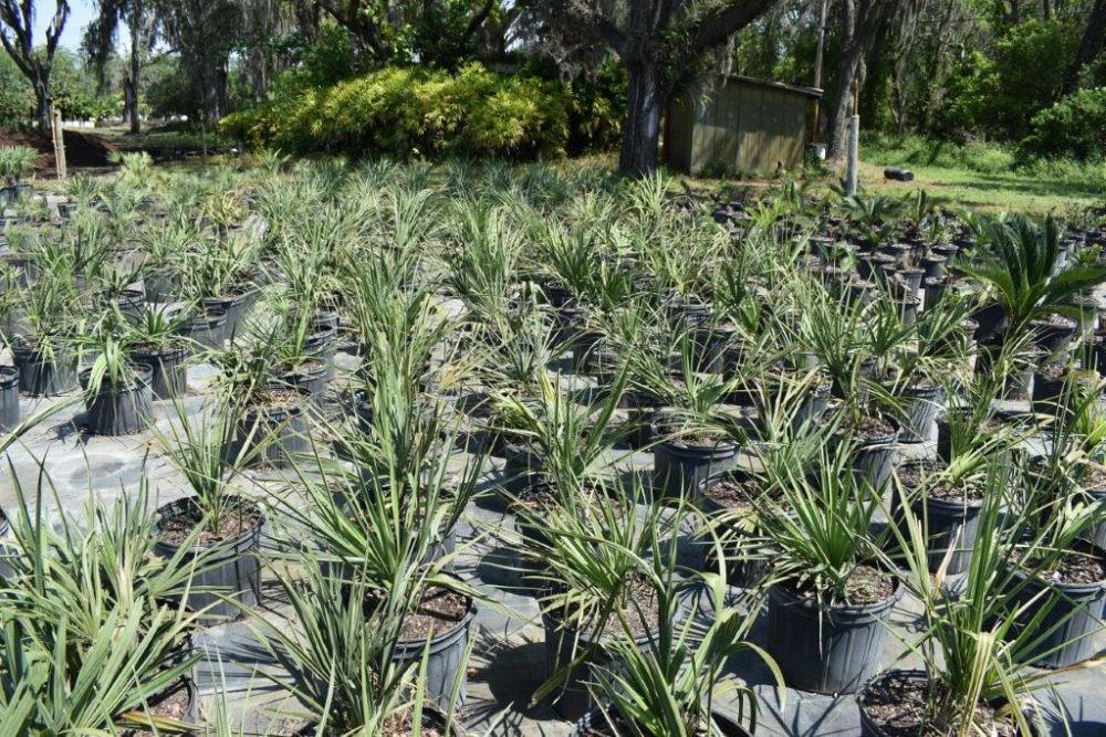 sabal-palmetto-cabbage-palm