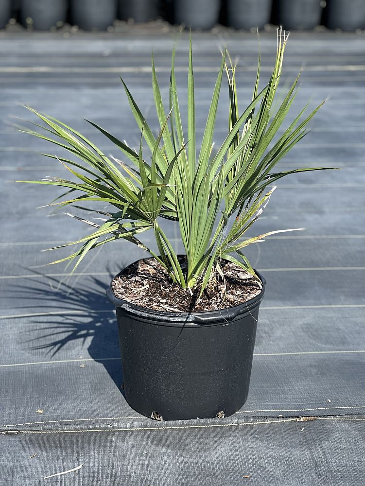 sabal-palmetto-cabbage-palm