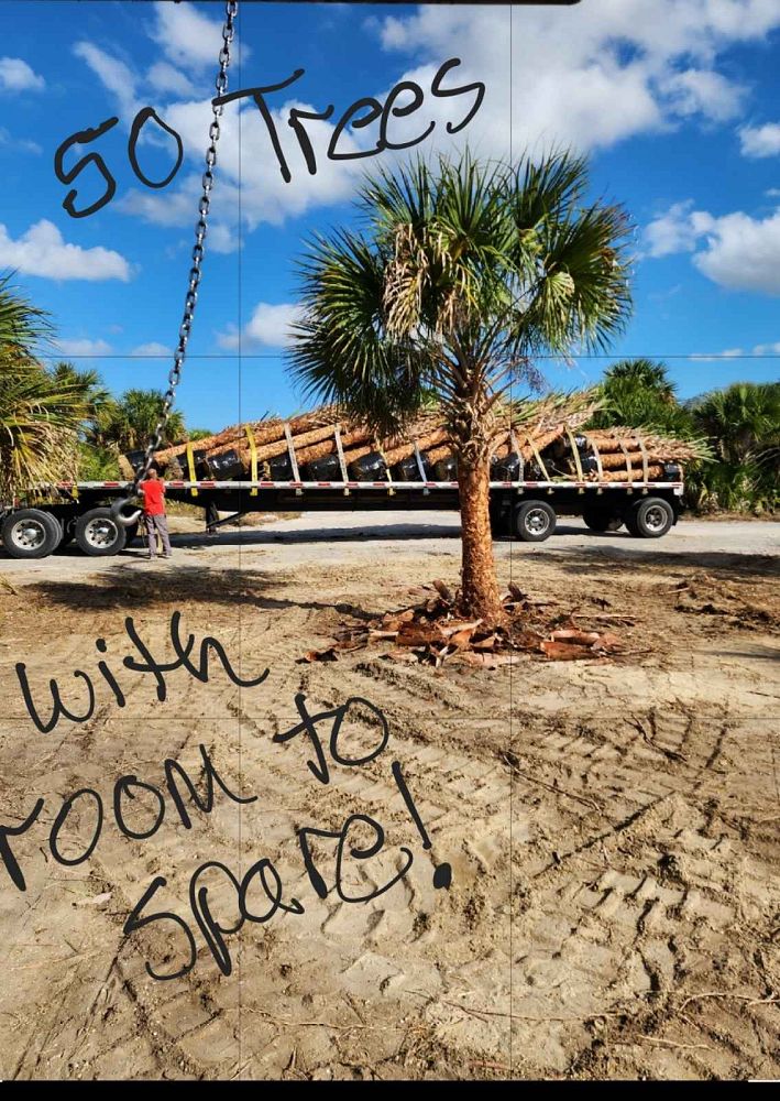sabal-palmetto-cabbage-palm