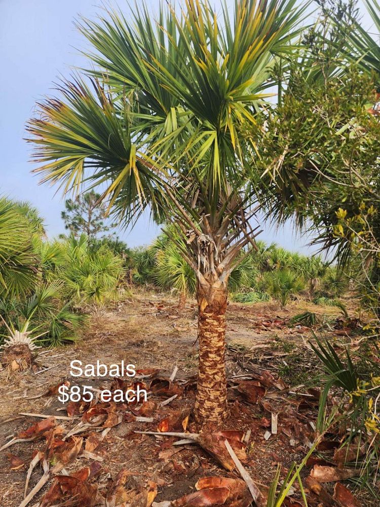sabal-palmetto-cabbage-palm