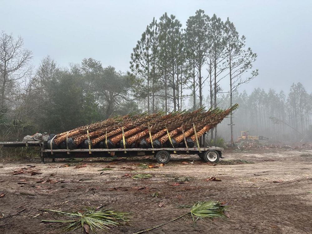 sabal-palmetto-cabbage-palm