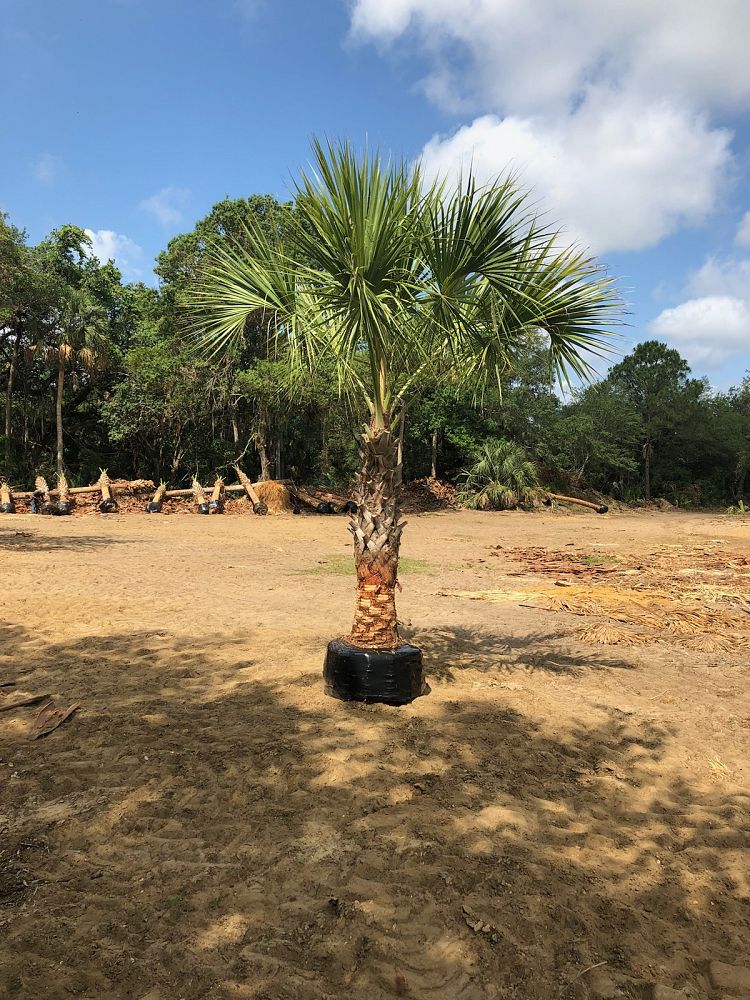 sabal-palmetto-cabbage-palm