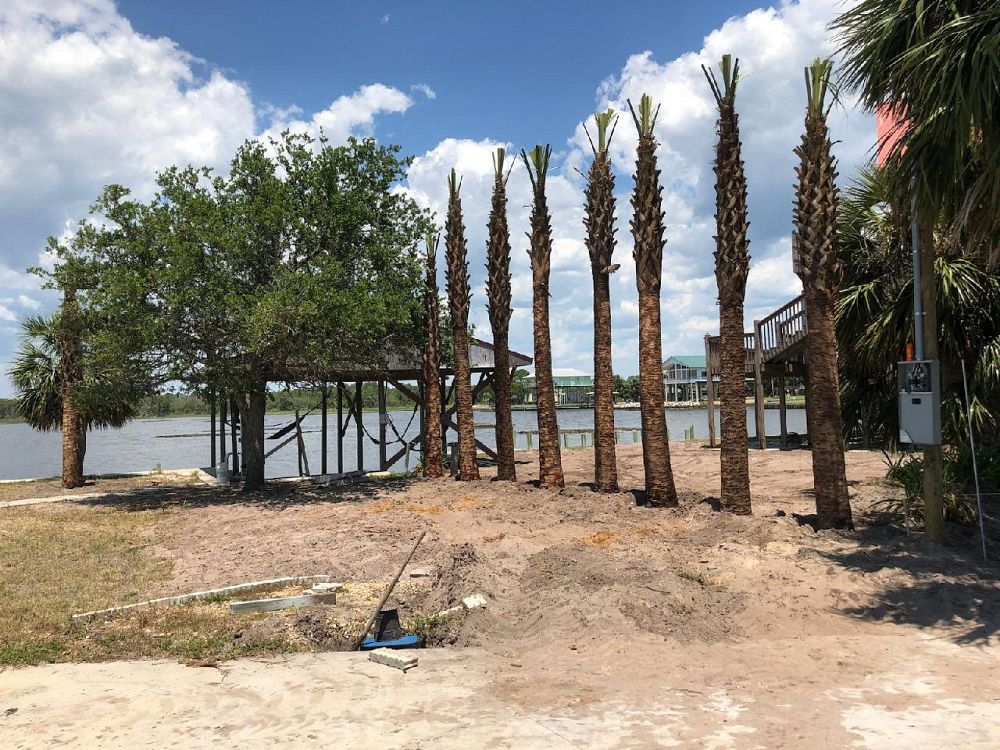 sabal-palmetto-cabbage-palm