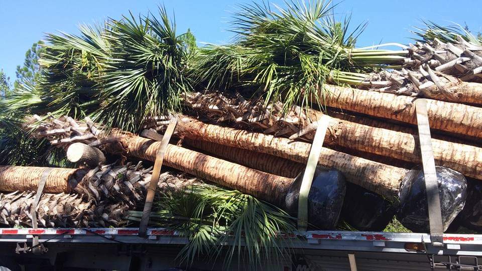 sabal-palmetto-cabbage-palm