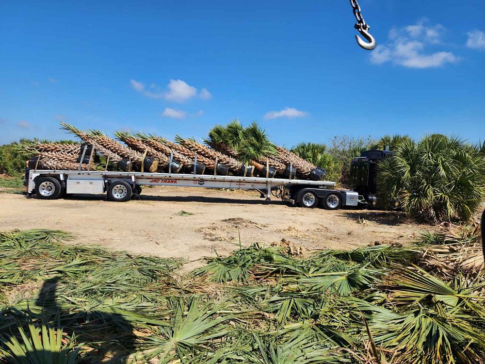 sabal-palmetto-cabbage-palm