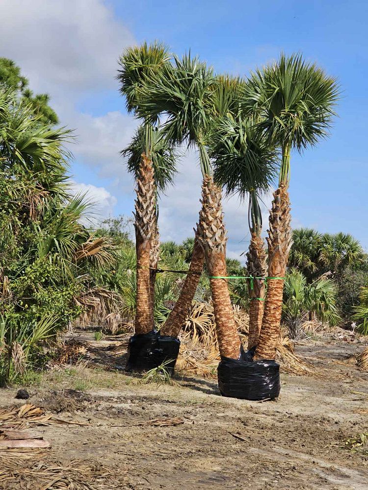 sabal-palmetto-cabbage-palm