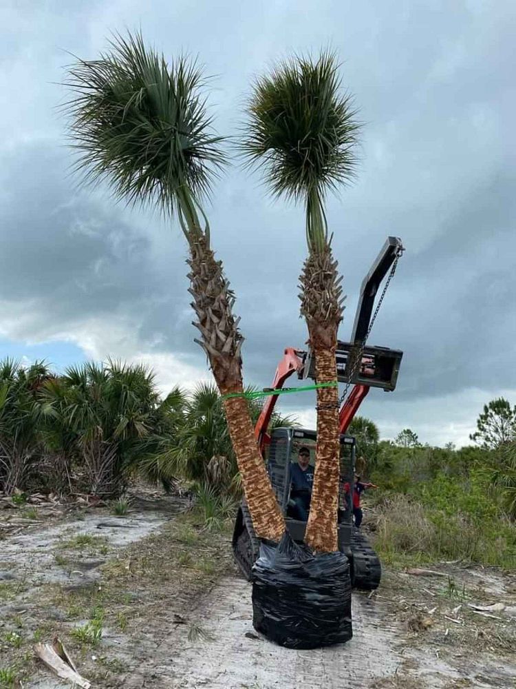 sabal-palmetto-cabbage-palm