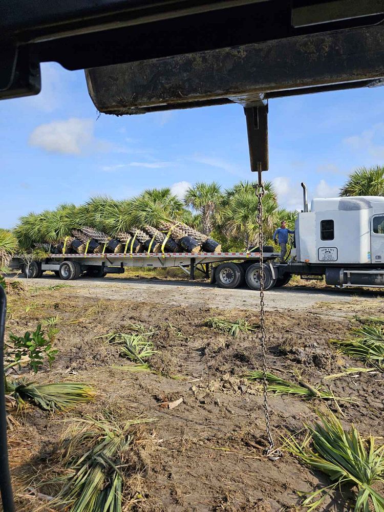 sabal-palmetto-cabbage-palm