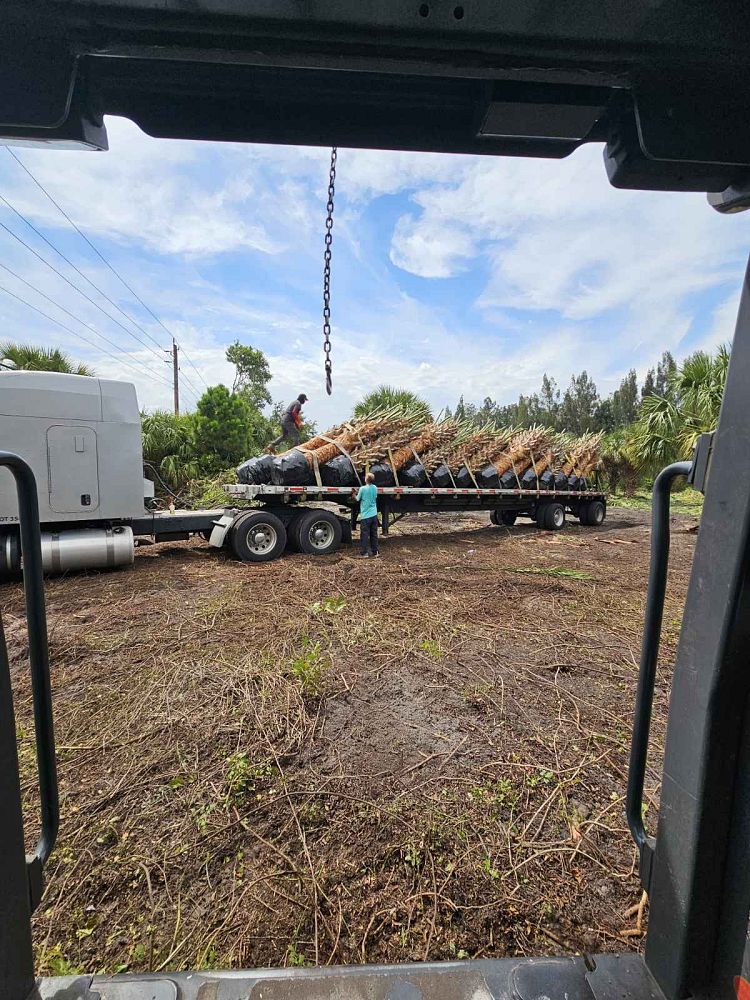 sabal-palmetto-cabbage-palm