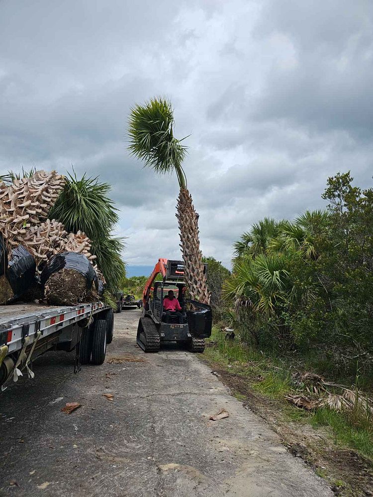 sabal-palmetto-cabbage-palm