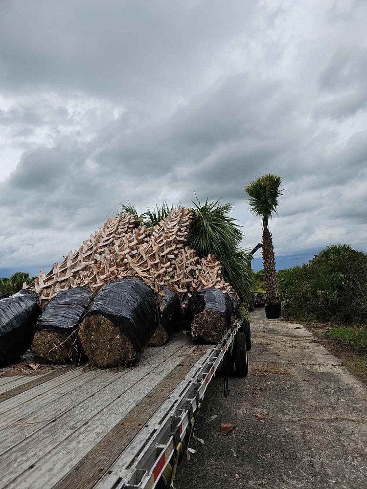 sabal-palmetto-cabbage-palm