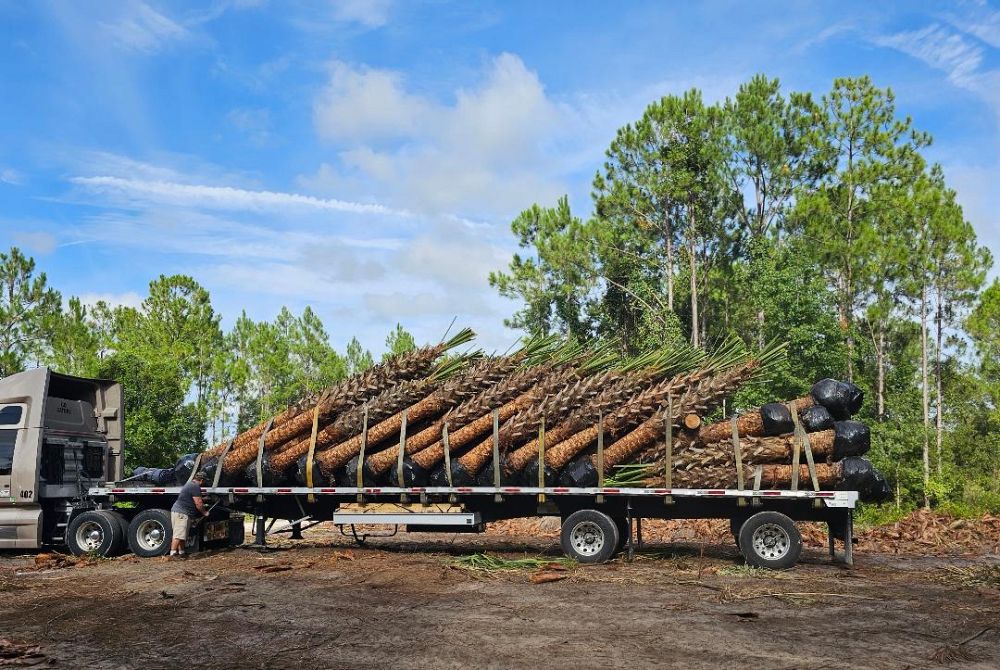 sabal-palmetto-cabbage-palm