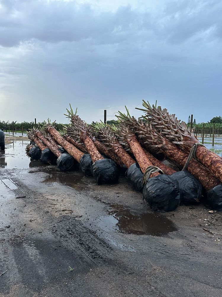 sabal-palmetto-cabbage-palm