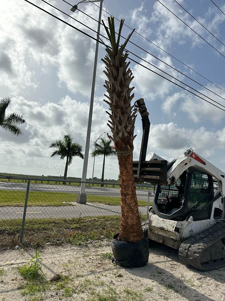 sabal-palmetto-cabbage-palm