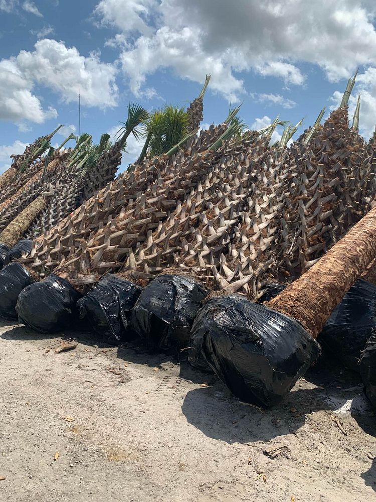 sabal-palmetto-cabbage-palm