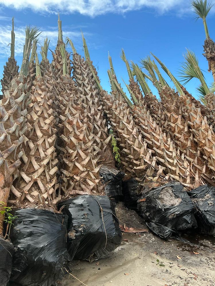 sabal-palmetto-cabbage-palm