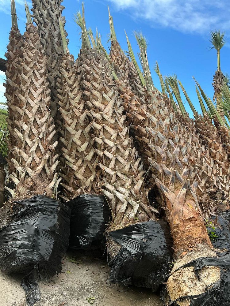 sabal-palmetto-cabbage-palm