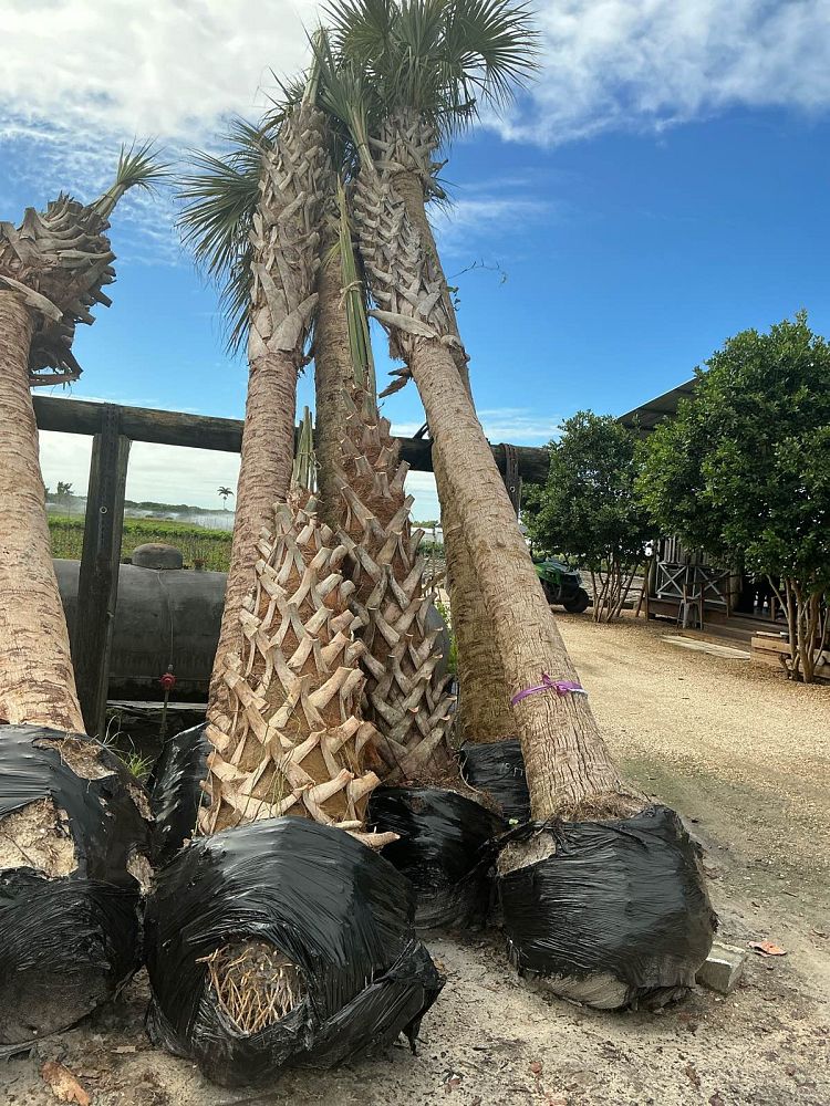 sabal-palmetto-cabbage-palm