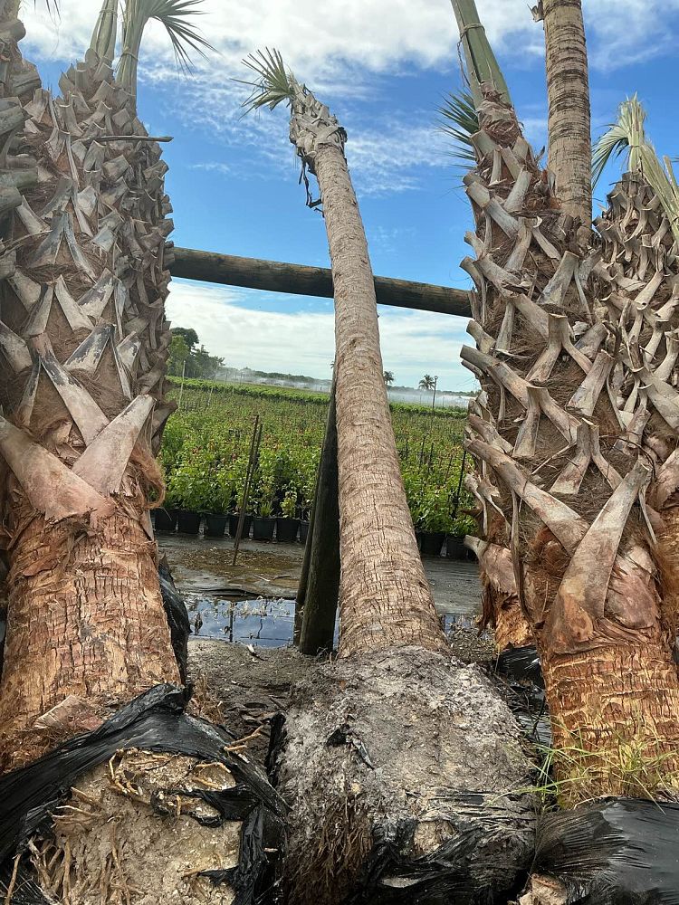 sabal-palmetto-cabbage-palm