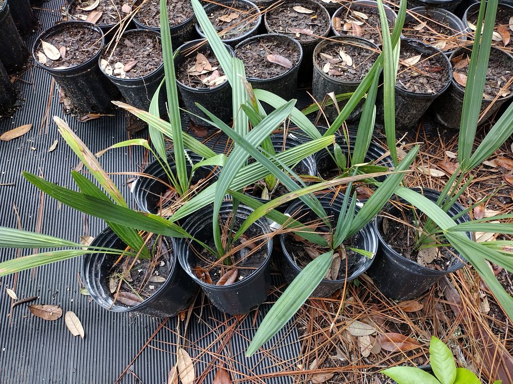 sabal-palmetto-cabbage-palm