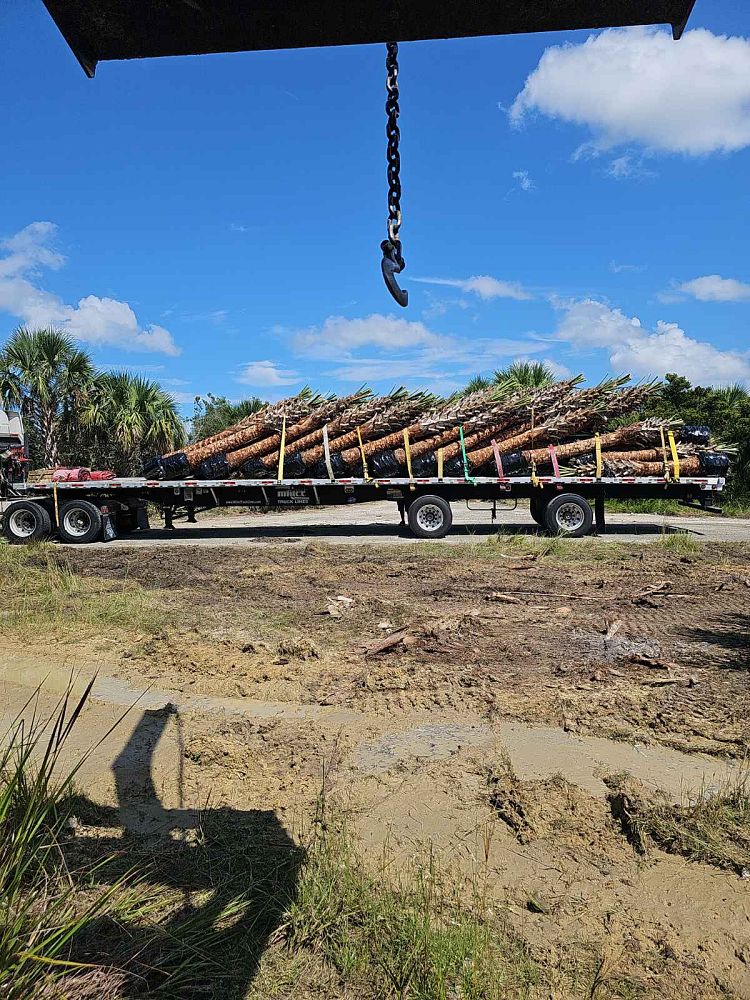 sabal-palmetto-cabbage-palm